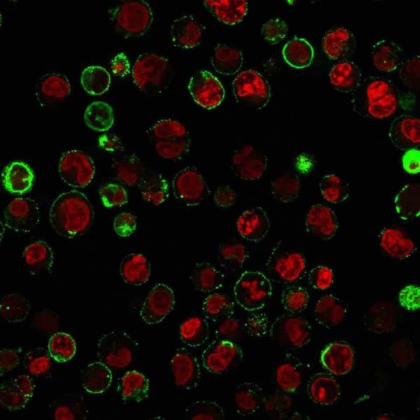 Immunofluorescence Analysis of Raji cells labeling CD74 with CD74 Mouse Monoclonal Antibody (LN-2+ CLIP/813) followed by Goat anti-Mouse IgG-CF488 (Green). The nuclear counterstain is Reddot (Red).