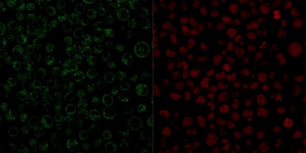 Immunofluorescent staining of PFA-fixed Raji cells. CD79a Mouse Monoclonal Antibody (JCB117) followed by goat anti-mouse IgG-CF488. Nuclei counterstained with RedDot.