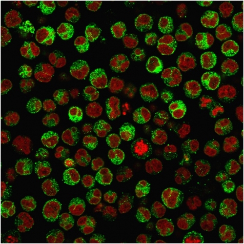 Immunofluorescence Analysis of PFA-fixed Raji cells labeling CD79a with CD79a Mouse Recombinant Monoclonal Antibody (rIGA/764) followed by Goat anti-Mouse IgG-CF488 (Green). The nuclear counterstain is Reddot (Red)