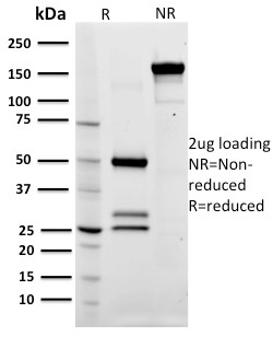 SDS-PAGE Analysis of Purified CD79a Mouse Monoclonal Antibody (ZL7-4). Confirmation of Integrity and Purity of Antibody.
