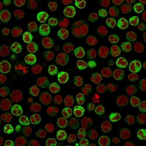Immunofluorescence Analysis of PFA-fixed Raji cells labeling CD79a with CD79a Mouse Monoclonal Antibody (ZL7-4) followed by Goat anti-Mouse IgG-CF488 (Green). The nuclear counterstain is Reddot (Red)