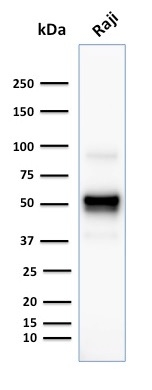 Western Blot Analysis of human Rajj cell lysate using CD79a Monoclonal Antibody (SPM549).