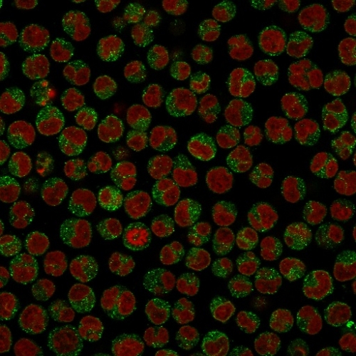 Immunofluorescence Analysis of PFA-fixed Raji cells labeling CD79a with CD79a Monoclonal Antibody (SPM549) followed by Goat anti-Mouse IgG-CF488 (Green). The nuclear counterstain is Reddot (Red)