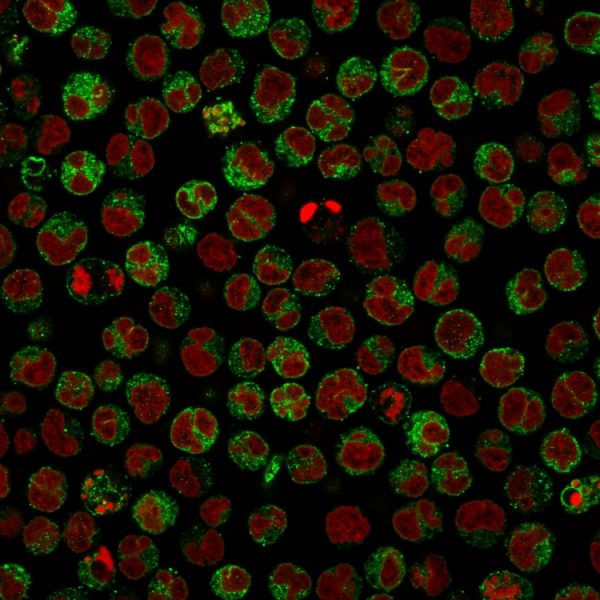 Immunofluorescence Analysis of Raji cells labeling CD79a with CD79a Mouse Monoclonal Antibody (HM47/A9). The nuclear counterstain is Reddot (Red)
