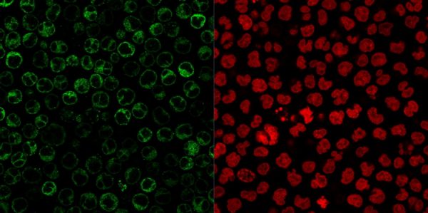 Immunofluorescent staining of paraformaldehyde-fixed Raji cells. CD79a Mouse Monoclonal Antibody (JCB117 + HM47/A9) followed by goat anti-Mouse IgG-CF488 (Green). The nuclear counterstain is Reddot (Red)