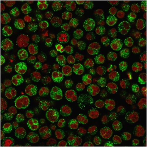Immunofluorescence Analysis of Raji cells labeling CD79a with CD79a Rabbit Recombinant Monoclonal Antibody (IGA/1790R) The nuclear counterstain is Reddot (Red)
