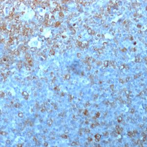 Formalin-fixed, paraffin-embedded human Tonsil stained with Cdk1 Mouse Monoclonal Antibody (POH-1).