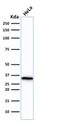 Western Blot Analysis of human HeLa cell lysate using Cdk1 Mouse Monoclonal Antibody (CDK1/873).