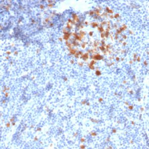 Formalin-fixed, paraffin-embedded human Tonsil stained with Cdk1 Mouse Monoclonal Antibody (A17.1.1).