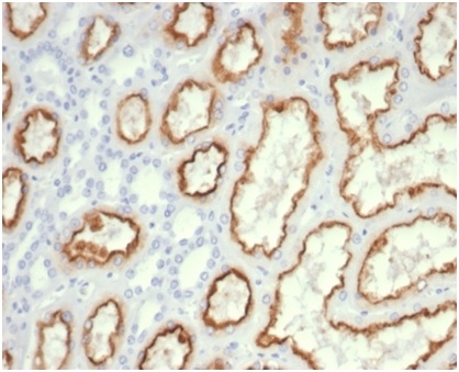 Formalin-fixed, paraffin-embedded human kidney stained with CDC20 Recombinant Rabbit Monoclonal Antibody CDC20/7026R) at 2ug/ml. HIER: Tris/EDTA, pH9.0, 45min. 2 °: HRP-polymer, 30min. DAB, 5min.