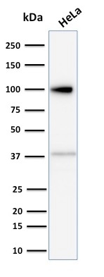 Western Blot Analysis of human HeLa cell lysate using Major Vault Protein (MVP) Mouse Monoclonal Antibody (Clone 1014).