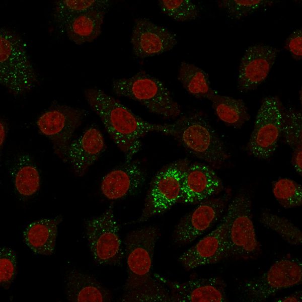 Immunofluorescence Analysis of A549 cells labeling MVP with MVP Monoclonal Antibody (Clone 1014) followed by Goat anti-Mouse IgG-CF488 (Green). The nuclear counterstain is Reddot (Red).
