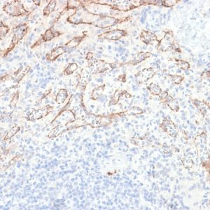Formalin-fixed, paraffin-embedded human Spleen stained with  VEGI Rabbit Recombinant Monoclonal Antibody (VEGI /2052R).