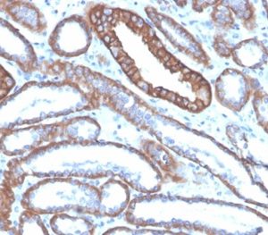 Formalin-fixed, paraffin-embedded human kidney stained with E-Cadherin Mouse Monoclonal Antibody (CDH1/4585).