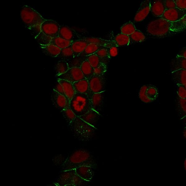 Immunofluorescence analysis of MeOH-fixed MCF-7 cells. E-Cadherin Mouse Monoclonal Antibody (4A2) followed by goat anti-mouse IgG-CF488 (green). Nuclei counterstained with RedDot.