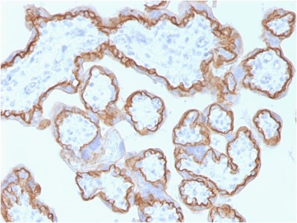 Formalin-fixed, paraffin-embedded human placenta stained with E-Cadherin Mouse Monoclonal Antibody (CDH1/1525).
