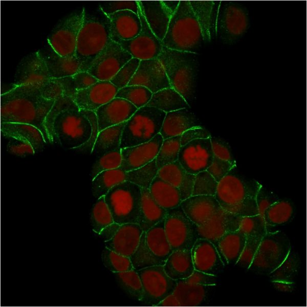 Confocal immunofluorescence analysis of MCF-7 cells. E-Cadherin Mouse Monoclonal Antibody (CDH1/1525) labeled with CF488 (green); nuclei labeled with RedDot.