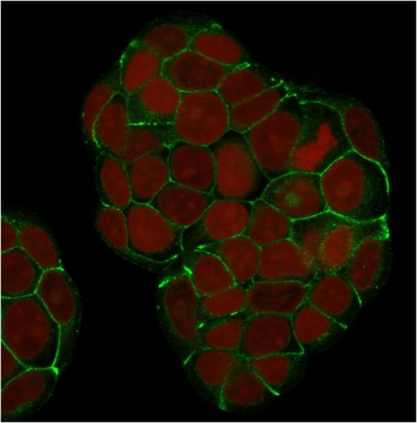 Confocal Immunofluorescence of MCF-7 cells E-Cadherin Mouse Monoclonal Antibody (SPM381) labeled with CF488 (green); RedDot is used to label the nuclei.