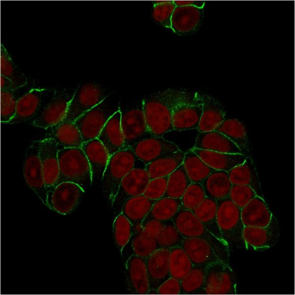 Confocal immunofluorescence analysis of MCF-7 cells. CF488-labeled E-Cadherin Mouse Monoclonal Antibody (SPM471). Nuclear counterstain is RedDot.