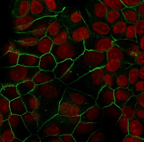 Immunofluorescence Analysis of MCF-7 cells labeling CHD1 with E-Cadherin Mouse Recombinant Monoclonal Antibody (rCDH1/1525) followed by goat anti-mouse IgG-CF488 (green). Nuclear counterstain is RedDot.