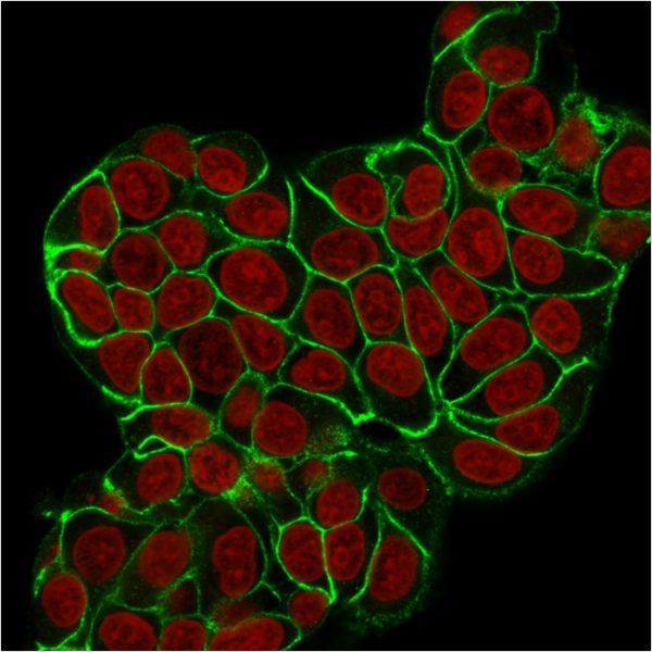 Immunofluorescence Analysis of MCF-7cells labeling E-Cadherin with E-Cadherin Rabbit RecombinantMonoclonal Antibody (CDH1/2208R) followed bygoat anti-mouse IgG-CF488. The nuclear counterstain is RedDot.