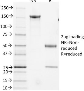 SDS-PAGE Analysis of Purified CD3e Hamster Monoclonal Antibody (145-2C11).