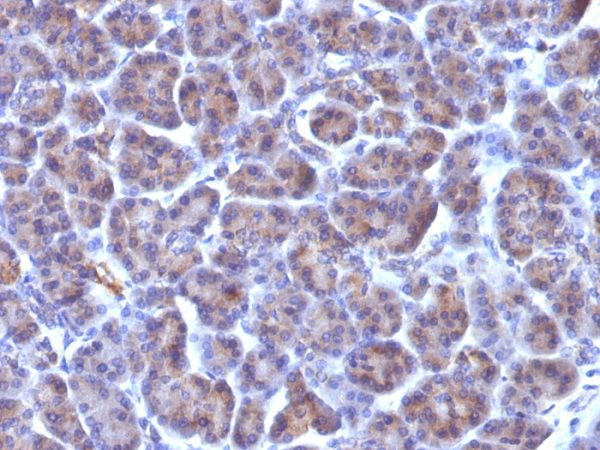 Formalin-fixed, paraffin-embedded human Pancreas stained with Golgi Mouse Monoclonal Antibody (371-4).