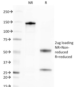 SDS-PAGE Analysis Purified Golgi Mouse Monoclonal Antibody (371-4). Confirmation of Purity and Integrity of Antibody