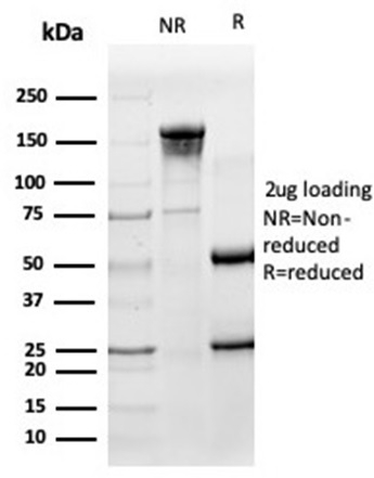 SDS-PAGE Analysis Purified HA-Tag Mouse Monoclonal Antibody (HA/279). Confirmation of Purity and Integrity of Antibody.
