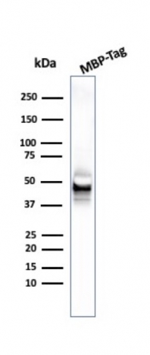Western Blot Analysis of MBP-Tag recombinant protein using Maltose Binding Protein Mouse Monoclonal Antibody (R29.6).