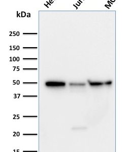 Western Blot Analysis of (1) HeLa (2) Jurkat and (3) MCF-7 cell lysates using Cyclin A1 Mouse Monoclonal Antibody (XLA1-3).
