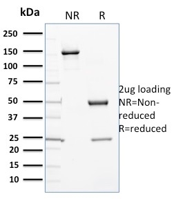 SDS-PAGE Analysis Purified Cytochrome P450 1A1/1A2 Mouse Monoclonal Antibody (P6). Confirmation of Purity and Integrity of Antibody.