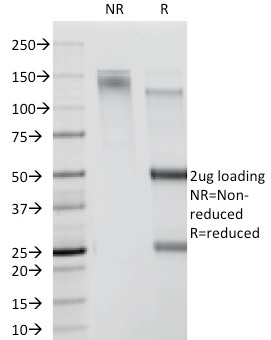SDS-PAGE Analysis Purified CDw78 Monoclonal Antibody (DF1588). Confirmation of Purity and Integrity of Antibody.