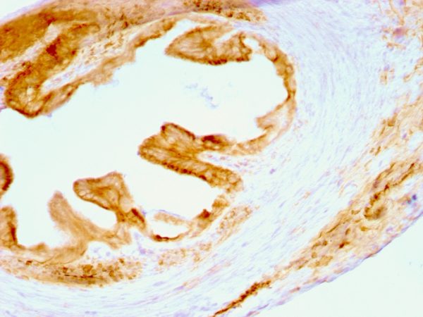 Formalin-fixed, paraffin-embedded Rat Oviduct stained with Multi Cytokeratin Mouse Monoclonal Antibody (C11).