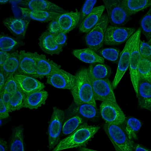 Immunofluorescence Analysis of HeLa cells labeling Multi Cytokeratin with Multi Cytokeratin Mouse Monoclonal Antibody (C11) conjugated with CF640R(Green). The nuclear counterstain is DAPI (Blue)