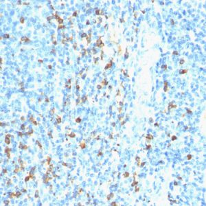 Formalin-fixed, paraffin-embedded human tonsil stained with Biotinylated Lambda Light Chain probe followed by Anti-Biotin Mouse Monoclonal Antibody (Hyb-8).