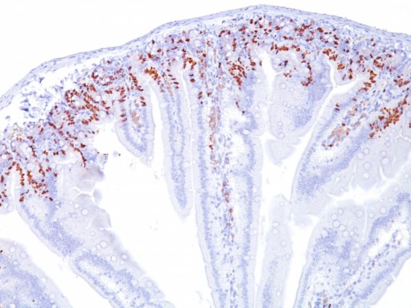 Formalin-fixed, paraffin-embedded Mouse Small Intestine stained with BrdU Mouse Monoclonal Antibody (BRD469).