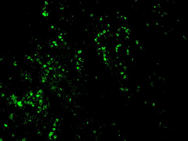 Formalin-fixed, paraffin-embedded Rat Kidney stained with AF488-conjugated BrdU Mouse Monoclonal Antibody (BRD469).