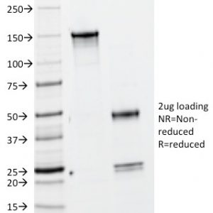 SDS-PAGE Analysis Purified BrdU Mouse Monoclonal Antibody (BRD469).