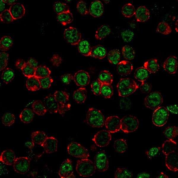 Immunofluorescence staining of HEK293 cells using Neurofilament Mouse Monoclonal Antibody (NF421 + NFL/736) followed by goat anti-Mouse IgG conjugated to CF488 (green). Membrane stained with Phalloidin (Red).