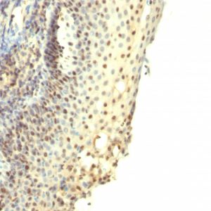 Formalin-fixed, paraffin-embedded human Tonsil stained with IPO38 Monoclonal Antibody.