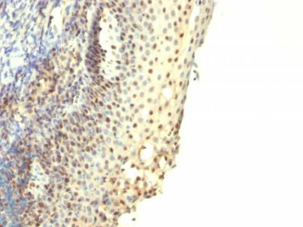 Formalin-fixed, paraffin-embedded human Tonsil stained with IPO38 Monoclonal Antibody.