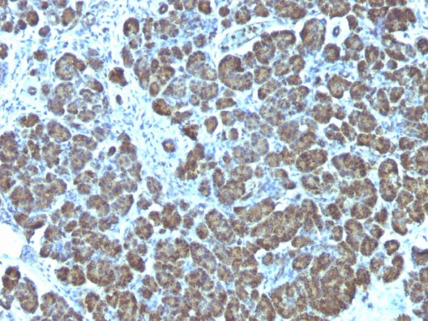 Formalin-fixed, paraffin-embedded human Pancreas stained with Mitochondria Mouse Monoclonal Antibody (113-1).