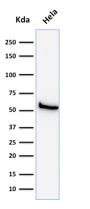 Western Blot analysis of HeLa cell lysate using Mitochondria Mouse Monoclonal Antibody (113-1).