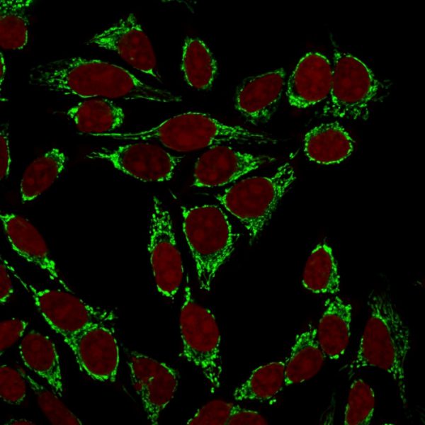 Confocal immunofluorescence image of HeLa cells using Mitochondria Mouse Monoclonal Antibody (113-1) labeled is Green (CF488) and Reddot is used to label the nuclei Red.