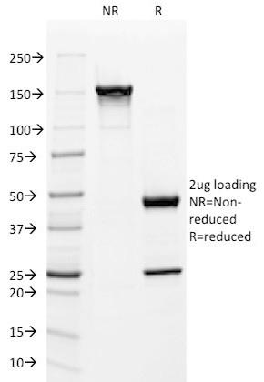SDS-PAGE Analysis Purified Mitochondria Mouse Monoclonal Antibody (113-1). Confirmation of Integrity and Purity of Antibody.