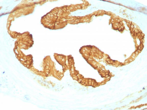 Formalin-fixed, paraffin-embedded Rat Oviduct with Cytokeratin, pan Monoclonal Antibody cocktail (KRTL/1077 + KRTH/1076).