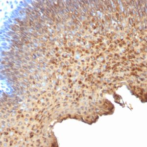 Formalin-fixed, paraffin-embedded human tonsil stained with Cytokeratin 10/13 Mouse Monoclonal Antibody (SPM262).