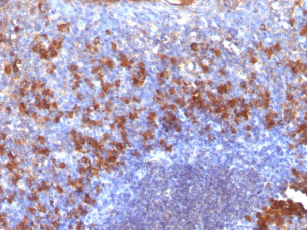 Formalin-fixed, paraffin-embedded tonsil stained with biotinylated Lambda Light Chain probe followed by anti-biotin Monoclonal Antibody (SPM375).