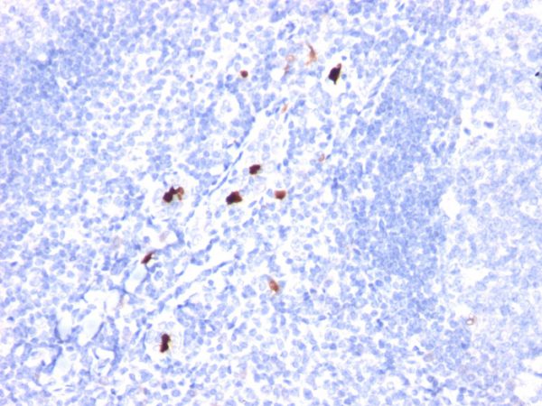 Formalin-fixed, paraffin-embedded human Tonsil stained with Myeloid specific Monoclonal Antibody (SPM298).